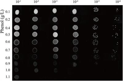 Analysis of Phenol Biodegradation in Antibiotic and Heavy Metal Resistant Acinetobacter lwoffii NL1